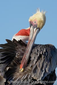 A brown pelican preening, reaching with its beak to the uropygial gland (preen gland) near the base of its tail.  Preen oil from the uropygial gland is spread by the pelican's beak and back of its head to all other feathers on the pelican, helping to keep them water resistant and dry, Pelecanus occidentalis, Pelecanus occidentalis californicus, La Jolla, California