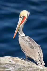 Brown pelican perched on sea cliffs, drying its feathers and resting the morning sun. Adult winter non-breeding plumage showing white hindneck and red gular throat pouch, Pelecanus occidentalis, Pelecanus occidentalis californicus, La Jolla, California