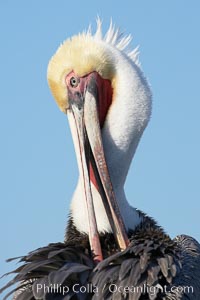 Brown pelican preening.  After wiping its long beak on the uropygial gland near the base of its tail, the pelican spreads the preen oil on feathers about its body, helping to keep them water resistant, an important protection for a bird that spends much of its life diving in the ocean for prey, Pelecanus occidentalis, Pelecanus occidentalis californicus, La Jolla, California