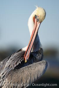 Brown pelican preening.  After wiping its long beak on the uropygial gland near the base of its tail, the pelican spreads the preen oil on feathers about its body, helping to keep them water resistant, an important protection for a bird that spends much of its life diving in the ocean for prey, Pelecanus occidentalis, Pelecanus occidentalis californicus, La Jolla, California