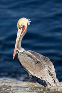 Brown pelican perched on sea cliffs, drying its feathers and resting the morning sun, Pelecanus occidentalis, Pelecanus occidentalis californicus, La Jolla, California