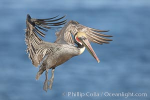 Brown pelican spreads its enormous wings to slow before landing on seaside cliffs.  Brown pelicans appear awkward but in fact are superb and efficient fliers, ranging far over the ocean in search of fish to dive upon.  They typically nest on offshore islands and inaccessible ocean cliffs.  The California race of the brown pelican holds endangered species status.  In winter months, breeding adults assume a dramatic plumage, Pelecanus occidentalis, Pelecanus occidentalis californicus, La Jolla