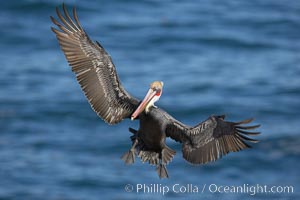 Brown pelican spreads its enormous wings to slow before landing on seaside cliffs.  Brown pelicans appear awkward but in fact are superb and efficient fliers, ranging far over the ocean in search of fish to dive upon.  They typically nest on offshore islands and inaccessible ocean cliffs.  The California race of the brown pelican holds endangered species status.  In winter months, breeding adults assume a dramatic plumage, Pelecanus occidentalis, Pelecanus occidentalis californicus, La Jolla