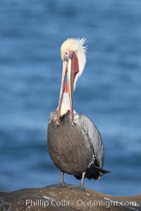 Brown pelican preening.  After wiping its long beak on the uropygial gland near the base of its tail, the pelican spreads the preen oil on feathers about its body, helping to keep them water resistant, an important protection for a bird that spends much of its life diving in the ocean for prey.  Adult winter non-breeding plumage showing white hindneck and red gular throat pouch, Pelecanus occidentalis, Pelecanus occidentalis californicus, La Jolla, California