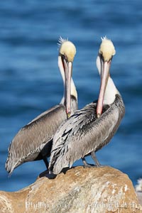 Brown pelicans preening.  After wiping its long beak on the uropygial gland near the base of its tail, the pelican spreads the preen oil on feathers about its body, helping to keep them water resistant, an important protection for a bird that spends much of its life diving in the ocean for prey.