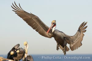 Brown pelican slows to land, spreading its large wings wide to brake, Pelecanus occidentalis, Pelecanus occidentalis californicus, La Jolla, California