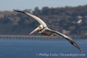 Brown pelican and Scripps Institution of Oceanography research pier, Black's Beach in distance