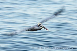 Brown pelican in flight.  The wingspan of the brown pelican is over 7 feet wide. Long exposure shows motion as a blur. The California race of the brown pelican holds endangered species status.  In winter months, breeding adults assume a dramatic plumage with dark brown hindneck and bright red gular throat pouch, Pelecanus occidentalis, Pelecanus occidentalis californicus, La Jolla