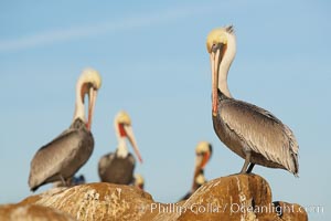 Brown pelican drying its feathers in the morning sun.  Adult winter non-breeding plumage showing white hindneck and red gular throat pouch, Pelecanus occidentalis, Pelecanus occidentalis californicus, La Jolla, California