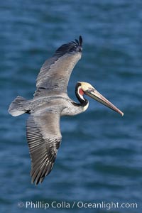 California brown pelican in flight, soaring over the ocean with its huge wings outstretched.  Adult winter breeding plumage.  The wingspan of the brown pelican can be over 7 feet wide. The California race of the brown pelican holds endangered species status.  Adult winter breeding plumage showing brown hindneck and red gular throat pouch.