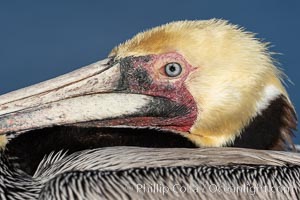 California brown pelican face detail, showing beak, eye, yellow head and brown neck, gray body.