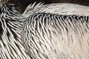 California brown pelican feather detail