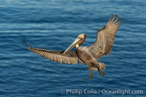 California brown pelican in flight. The wingspan of the brown pelican is over 7 feet wide. The California race of the brown pelican holds endangered species status. In winter months, breeding adults assume a dramatic plumage, Pelecanus occidentalis, Pelecanus occidentalis californicus, La Jolla