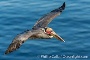 California brown pelican in flight. The wingspan of the brown pelican is over 7 feet wide. The California race of the brown pelican holds endangered species status. In winter months, breeding adults assume a dramatic plumage, Pelecanus occidentalis, Pelecanus occidentalis californicus, La Jolla