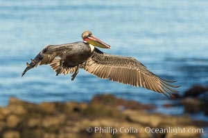 California brown pelican in flight. The wingspan of the brown pelican is over 7 feet wide. The California race of the brown pelican holds endangered species status. In winter months, breeding adults assume a dramatic plumage, Pelecanus occidentalis, Pelecanus occidentalis californicus, La Jolla