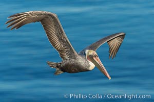 California brown pelican in flight. The wingspan of the brown pelican is over 7 feet wide. The California race of the brown pelican holds endangered species status. In winter months, breeding adults assume a dramatic plumage, Pelecanus occidentalis, Pelecanus occidentalis californicus, La Jolla