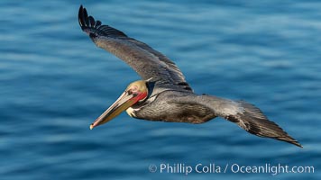 California brown pelican in flight. The wingspan of the brown pelican is over 7 feet wide. The California race of the brown pelican holds endangered species status. In winter months, breeding adults assume a dramatic plumage, Pelecanus occidentalis, Pelecanus occidentalis californicus, La Jolla