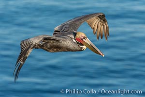 California brown pelican in flight. The wingspan of the brown pelican is over 7 feet wide. The California race of the brown pelican holds endangered species status. In winter months, breeding adults assume a dramatic plumage, Pelecanus occidentalis, Pelecanus occidentalis californicus, La Jolla