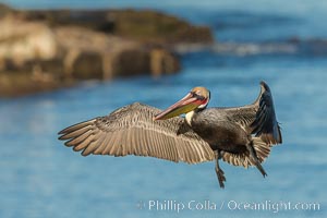 California brown pelican in flight. The wingspan of the brown pelican is over 7 feet wide. The California race of the brown pelican holds endangered species status. In winter months, breeding adults assume a dramatic plumage, Pelecanus occidentalis, Pelecanus occidentalis californicus, La Jolla