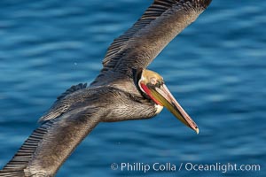 California brown pelican in flight. The wingspan of the brown pelican is over 7 feet wide. The California race of the brown pelican holds endangered species status. In winter months, breeding adults assume a dramatic plumage, Pelecanus occidentalis, Pelecanus occidentalis californicus, La Jolla