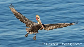 California brown pelican in flight. The wingspan of the brown pelican is over 7 feet wide. The California race of the brown pelican holds endangered species status. In winter months, breeding adults assume a dramatic plumage.