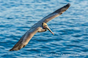 California brown pelican in flight. The wingspan of the brown pelican is over 7 feet wide. The California race of the brown pelican holds endangered species status. In winter months, breeding adults assume a dramatic plumage, Pelecanus occidentalis, Pelecanus occidentalis californicus, La Jolla