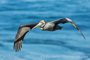 Brown pelican in flight. The wingspan of the brown pelican is over 7 feet wide. The California race of the brown pelican holds endangered species status. In winter months, breeding adults assume a dramatic plumage, Pelecanus occidentalis, Pelecanus occidentalis californicus, La Jolla