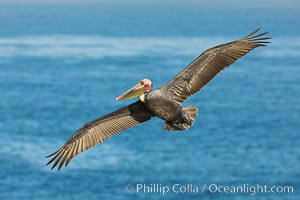 California brown pelican in flight. The wingspan of the brown pelican is over 7 feet wide. The California race of the brown pelican holds endangered species status. In winter months, breeding adults assume a dramatic plumage, Pelecanus occidentalis, Pelecanus occidentalis californicus, La Jolla