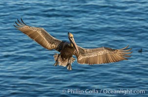 California brown pelican in flight. The wingspan of the brown pelican is over 7 feet wide. The California race of the brown pelican holds endangered species status. In winter months, breeding adults assume a dramatic plumage, Pelecanus occidentalis, Pelecanus occidentalis californicus, La Jolla