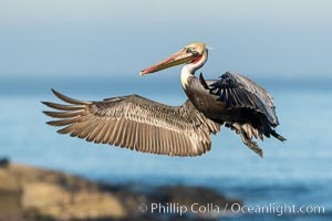 California Brown Pelican In Flight, La Jolla California, Pelecanus occidentalis, Pelecanus occidentalis californicus