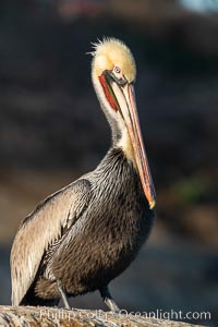 California Brown Pelican Portrait, La Jolla California, Pelecanus occidentalis, Pelecanus occidentalis californicus