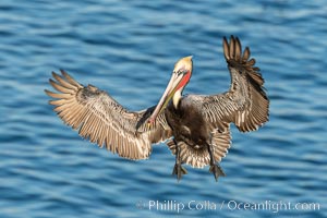 California Brown Pelican In Flight, La Jolla California, Pelecanus occidentalis, Pelecanus occidentalis californicus