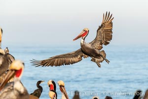 California brown pelican in flight, spreading wings wide to slow in anticipation of landing on seacliffs. Note the classic winter breeding plumage, with bright red throat, yellow and white head and neck, and brown hind neck.
