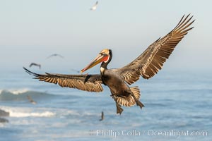 California brown pelican in flight, spreading wings wide to slow in anticipation of landing on seacliffs, Pelecanus occidentalis, Pelecanus occidentalis californicus, La Jolla