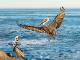 California brown pelican in flight, spreading wings wide to slow in anticipation of landing on seacliffs, Pelecanus occidentalis, Pelecanus occidentalis californicus, La Jolla