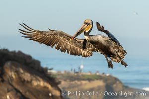 California brown pelican in flight, spreading wings wide to slow in anticipation of landing on seacliffs, Pelecanus occidentalis, Pelecanus occidentalis californicus, La Jolla