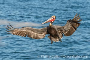 California brown pelican in flight, wings spread wide as it approaches its landing area on cliffs over the sea, Pelecanus occidentalis, Pelecanus occidentalis californicus, La Jolla