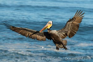 California brown pelican in flight, spreading wings wide to slow in anticipation of landing on seacliffs, Pelecanus occidentalis, Pelecanus occidentalis californicus, La Jolla