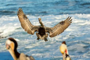 California brown pelican in flight, spreading wings wide to slow in anticipation of landing on seacliffs, Pelecanus occidentalis, Pelecanus occidentalis californicus, La Jolla