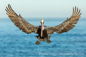 California brown pelican in flight, braking to land on seacliffs.