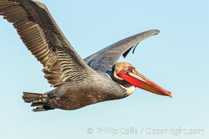 California brown pelican in flight, spreading wings wide to slow in anticipation of landing on seacliffs, Pelecanus occidentalis, Pelecanus occidentalis californicus, La Jolla