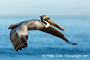 California brown pelican in flight, spreading wings wide to slow in anticipation of landing on seacliffs, Pelecanus occidentalis, Pelecanus occidentalis californicus, La Jolla