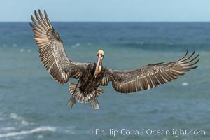 California brown pelican in flight, spreading wings wide to slow in anticipation of landing on seacliffs, Pelecanus occidentalis, Pelecanus occidentalis californicus, La Jolla