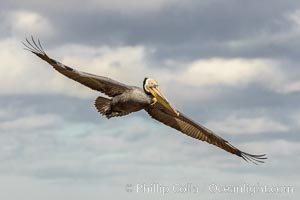 California brown pelican in flight, spreading wings wide to slow in anticipation of landing on seacliffs, Pelecanus occidentalis, Pelecanus occidentalis californicus, La Jolla