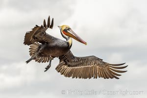 California brown pelican in flight, spreading wings wide to slow in anticipation of landing on seacliffs, Pelecanus occidentalis, Pelecanus occidentalis californicus, La Jolla