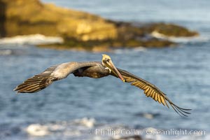 California brown pelican in flight, spreading wings wide to slow in anticipation of landing on seacliffs, Pelecanus occidentalis, Pelecanus occidentalis californicus, La Jolla