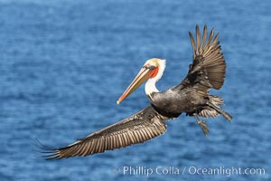 California brown pelican in flight, spreading wings wide to slow in anticipation of landing on seacliffs. Adult winter non-breeding plumage, Pelecanus occidentalis, Pelecanus occidentalis californicus