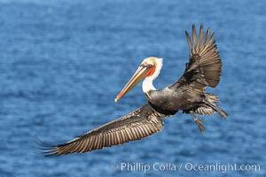 California brown pelican in flight, spreading wings wide to slow in anticipation of landing on seacliffs