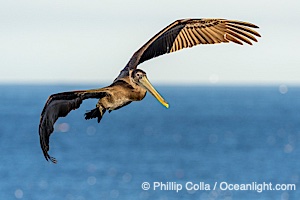 California brown pelican in flight, spreading wings wide to slow in anticipation of landing on seacliffs, Pelecanus occidentalis, Pelecanus occidentalis californicus