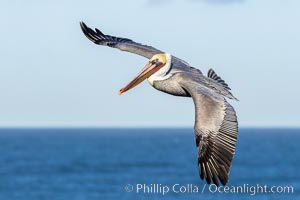 California Brown pelican in flight, soaring along sea cliffs above the ocean in La Jolla, California. The wingspan of the brown pelican is over 7 feet wide. The California race of the brown pelican holds endangered species status, Pelecanus occidentalis, Pelecanus occidentalis californicus